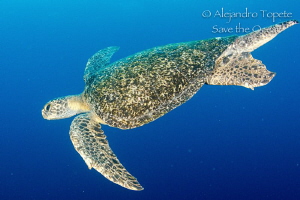 Big Turtle, Galapagos Ecuador by Alejandro Topete 